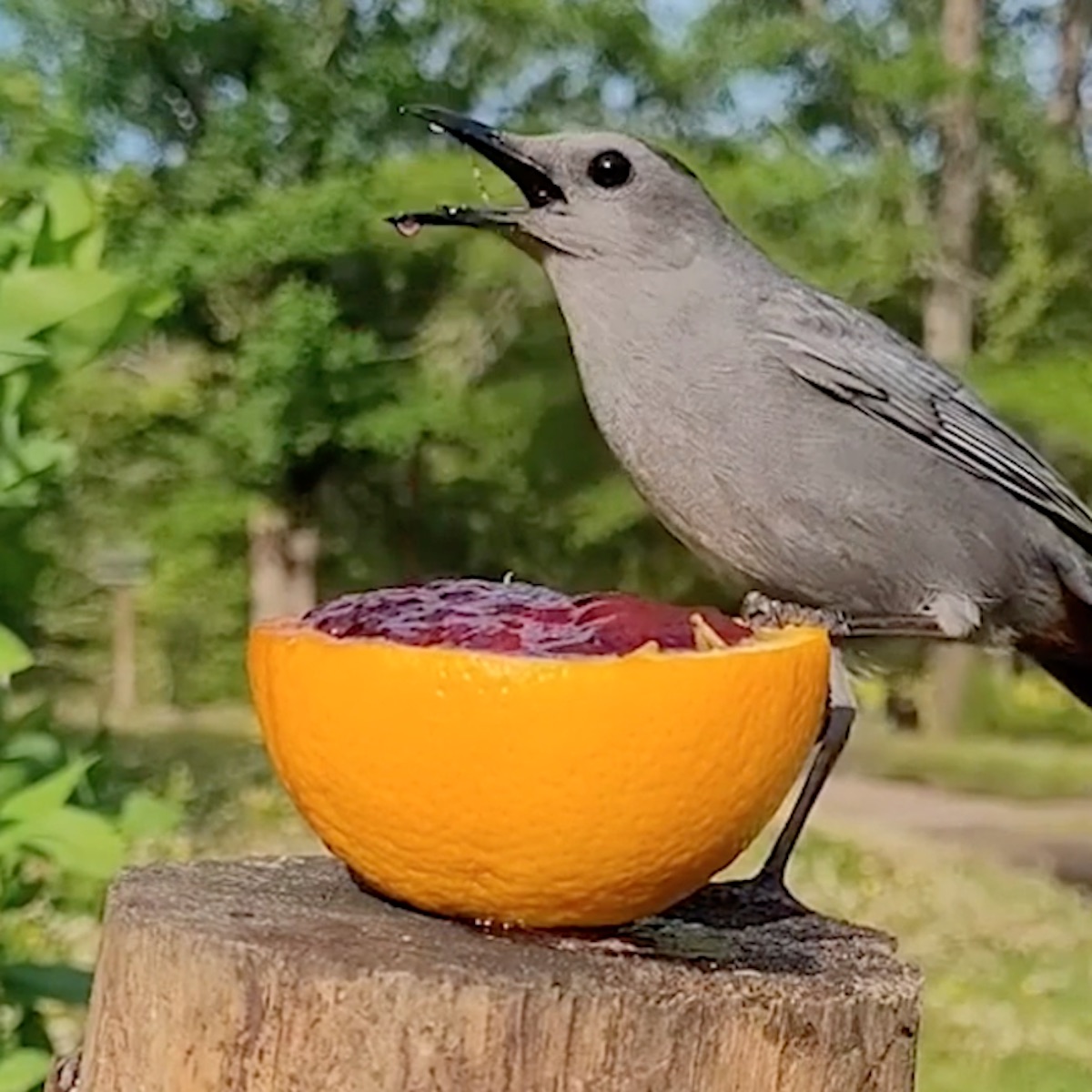 Feeding Orioles: What Do Orioles Eat? - Birds and Blooms