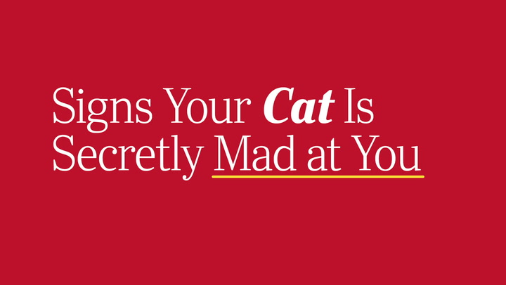 Angry Cat: 14 Signs Your Cat Is Mad at You — Fighting Cats