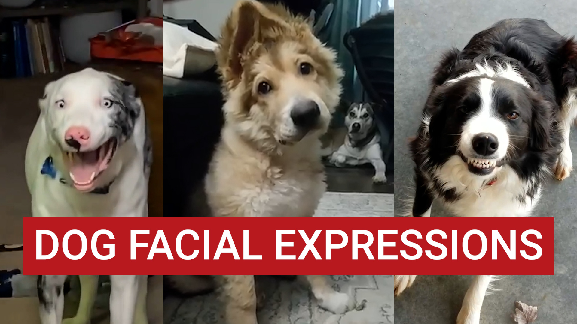Can Dogs Make Facial Expressions