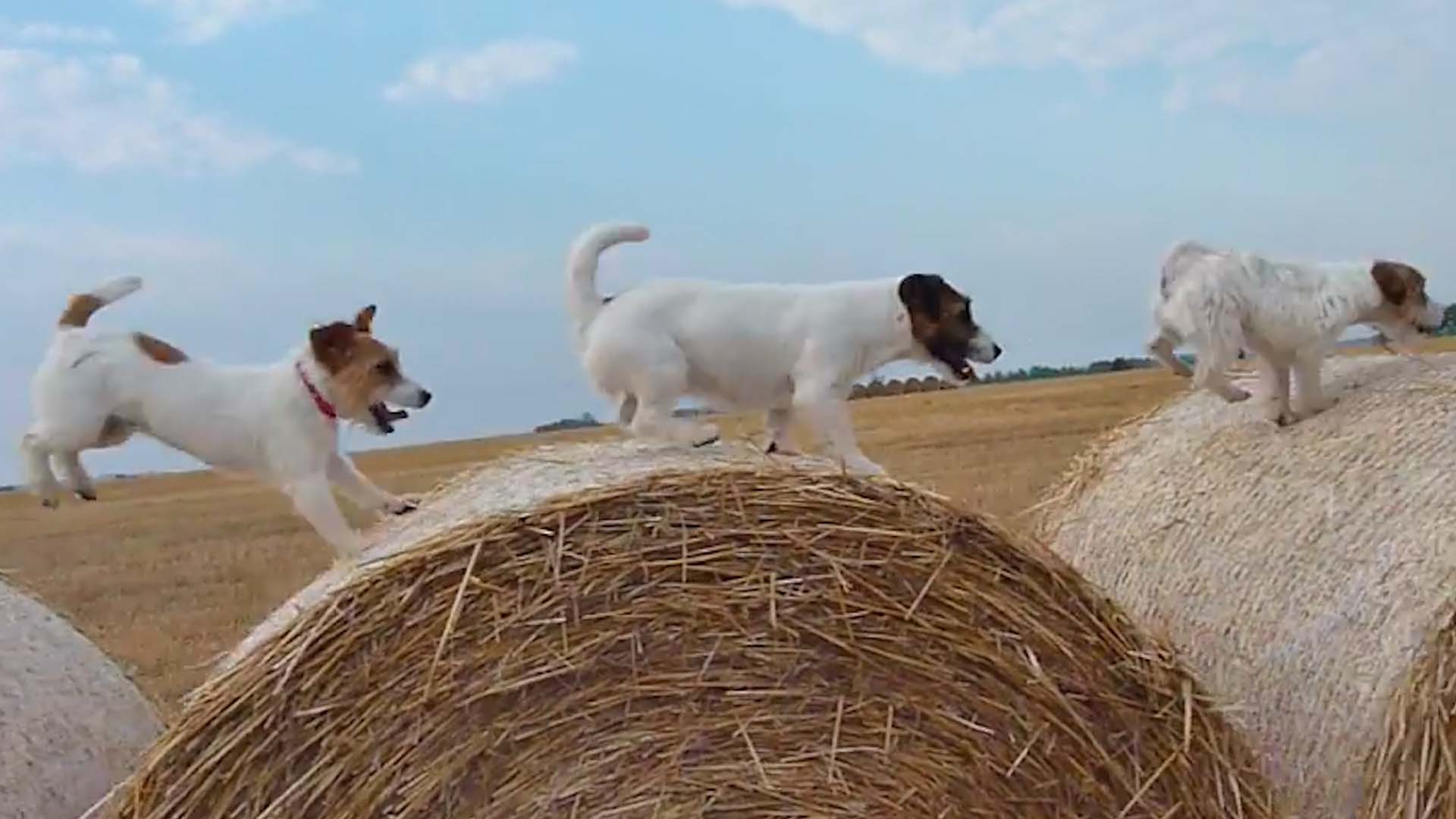 King Charles III's Dogs: The New Royal Dog Breed at Buckingham Palace